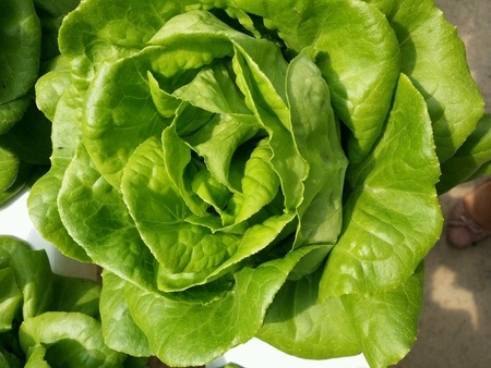 Fresh salad lettuce の素材