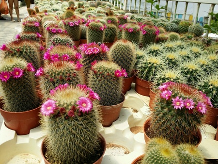 Potted cactusの素材
