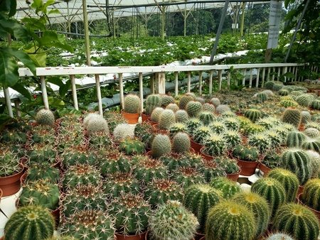 The potted cactus at garden farmの素材