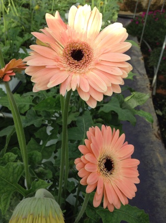 Gerbera flowersの素材