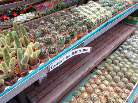 The small cactus in potsの素材