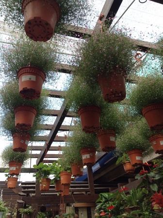 The hanging pot of flowersの素材