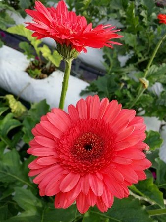 The Gerbera daisy flowerの素材