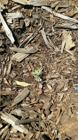 Small pieces of chop tree with growing plantの素材