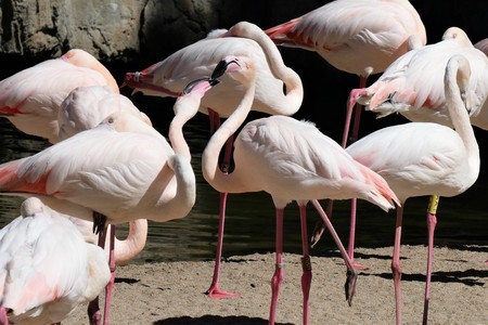 Pretty Flamingoesの写真素材