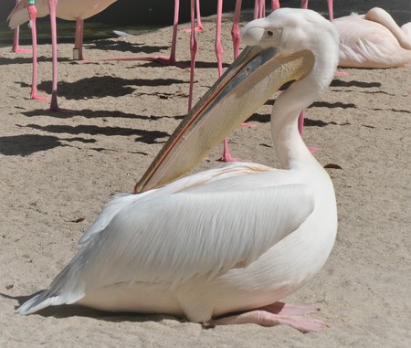 Pelicanの写真素材