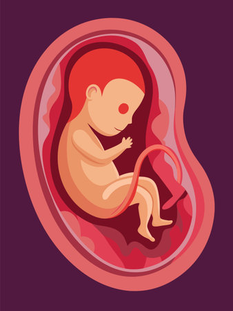 Baby fetus in womb. Cartoon vector illustrationの素材