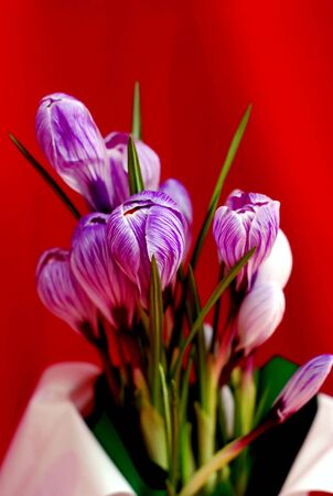 Beautiful spring crocus flowers for loved ones