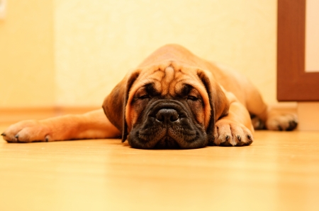 little puppy bullmastiff played in the house. sleepy yawnsの写真素材