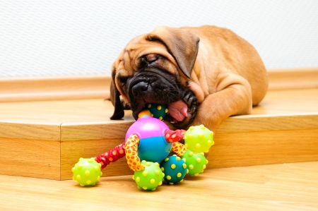 little puppy bullmastiff played in the house  の写真素材