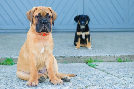 two little puppies, Bullmastiff and mestizo. fun to play の写真素材