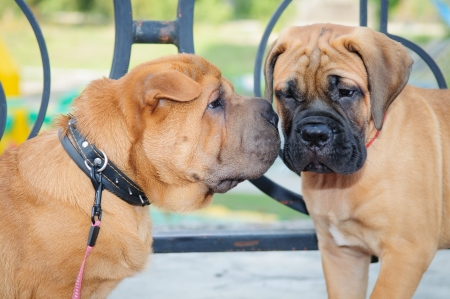 two little puppies, Bullmastiff and shar pei. fun to playの写真素材