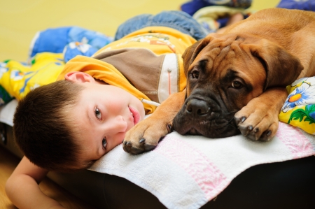 little puppy bullmastiff played with boy in the houseの写真素材