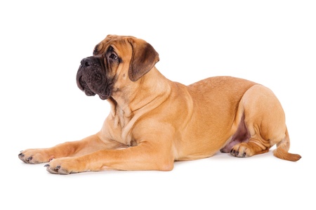 bullmastiff puppy lying on a white background  dog portrait isolated  age 6 monthsの写真素材
