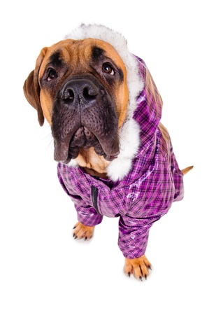 bullmastiff puppy  dog dressed in winter warm clothes  close-up portrait  isolated on white backgroundの写真素材
