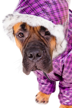 bullmastiff puppy  dog dressed in winter warm clothes  close-up portrait  isolated on white backgroundの写真素材