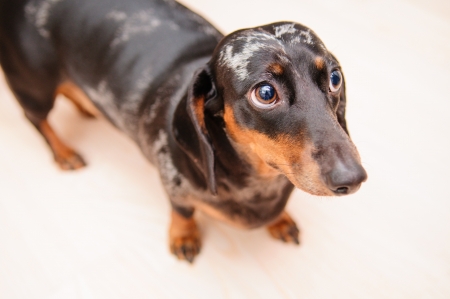 funny dachshund dog standing on the floor in the room. top viewの写真素材
