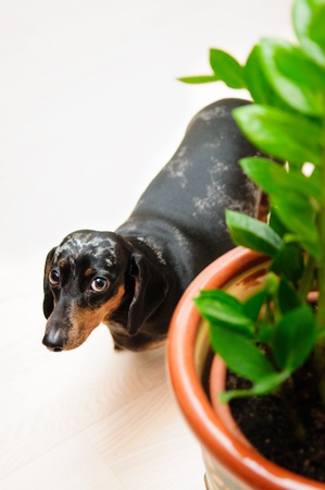 funny dachshund dog standing on the floor in the room. top view. portrait close-up. green house plant near to a dogの写真素材