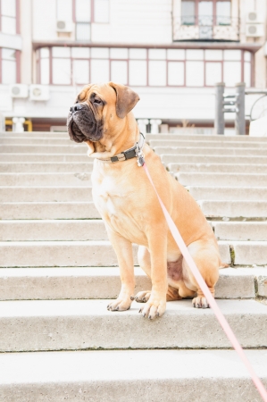 bullmastiff dog portrait close-up. looking away. Dog sitting in full growthの写真素材