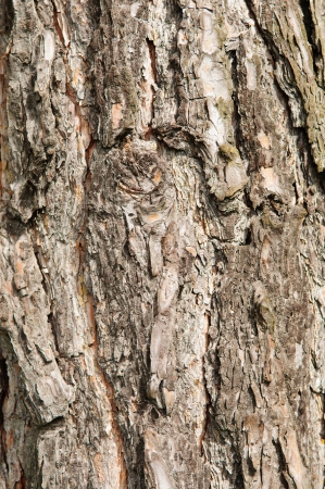 Texture - a bark of an old oakの写真素材