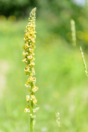 Soft focus macro of wildflowers