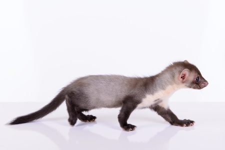 small animal rodent ferret on a white backgroundの写真素材