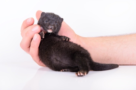 small black animal mink sits in a human hand on a white backgroundの写真素材
