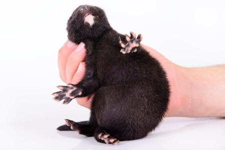 small black animal mink sits in a human hand on a white backgroundの写真素材