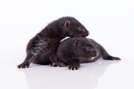 two small animal mink ferret on a white backgroundの写真素材