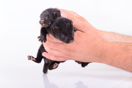 two small black animal mink sits in a human hand on a white backgroundの写真素材