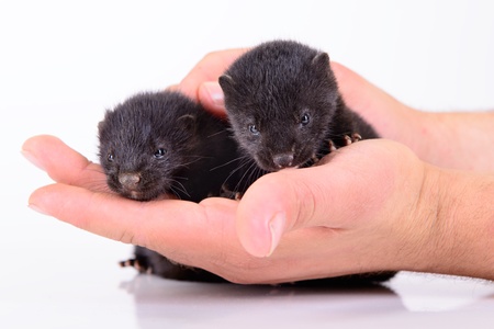 two small animal mink ferret on human hands on white background