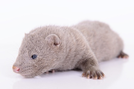 small gray animal mink on a white backgroundの写真素材
