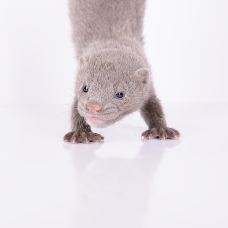 small gray animal mink stand on the front paws. on a white backgroundの写真素材