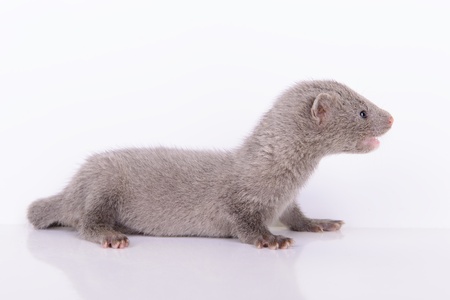 small gray animal mink on a white backgroundの写真素材