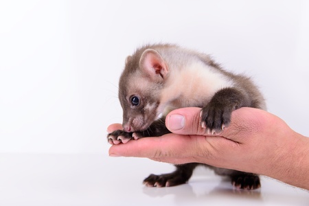 small animal marten in human hand on white backgroundの写真素材
