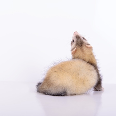 small animal rodent ferret on a white backgroundの写真素材