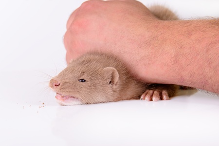 small animal rodent mink on a white backgroundの写真素材