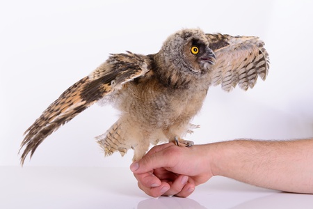 bird owl sitting on a human hand. on white backgroundの写真素材