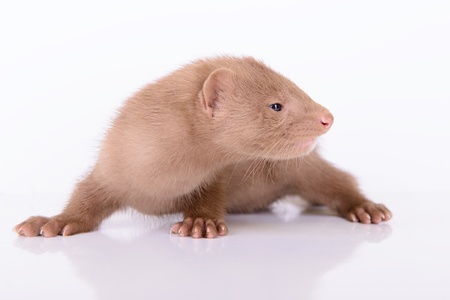 small animal rodent mink on a white background