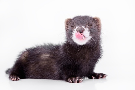 small animal rodent ferret on a white backgroundの写真素材