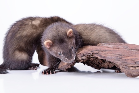 two small animal rodent ferret on a white backgroundの写真素材
