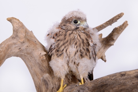 young chick hawk sitting on a wooden driftwood on a white backgroundの写真素材