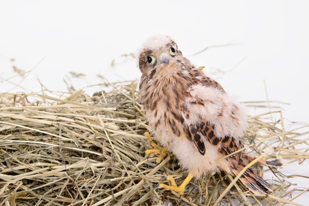 young falcon bird sitting in a straw nest