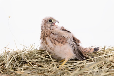 young falcon bird sitting in a straw nestの写真素材