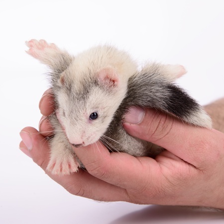 small animal rodent ferret in human hand on a white background