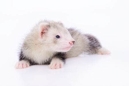 small animal rodent ferret on a white backgroundの写真素材