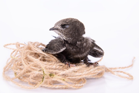 Portrait of an Young Eurasian Swift, in a bird's nest,  isolated on white backgroundの写真素材