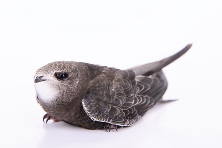 Portrait of an Young Eurasian Swift, isolated on white backgroundの写真素材