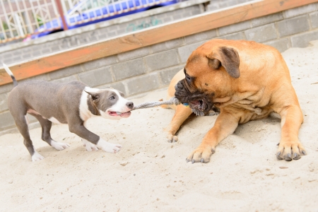 two dogs. junior bullmastiff and  puppy staffordの写真素材