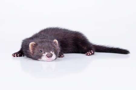 small animal rodent ferret on a white backgroundの写真素材